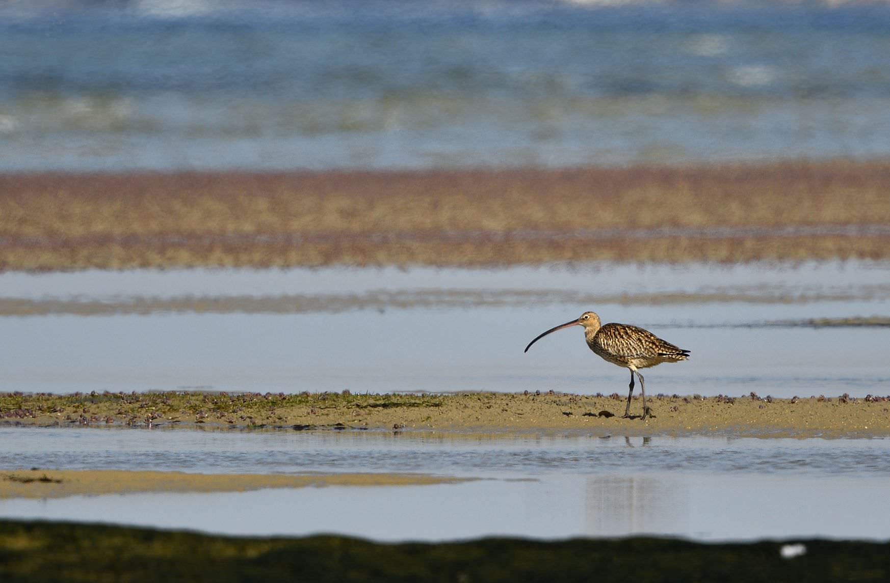 Eastern curlew