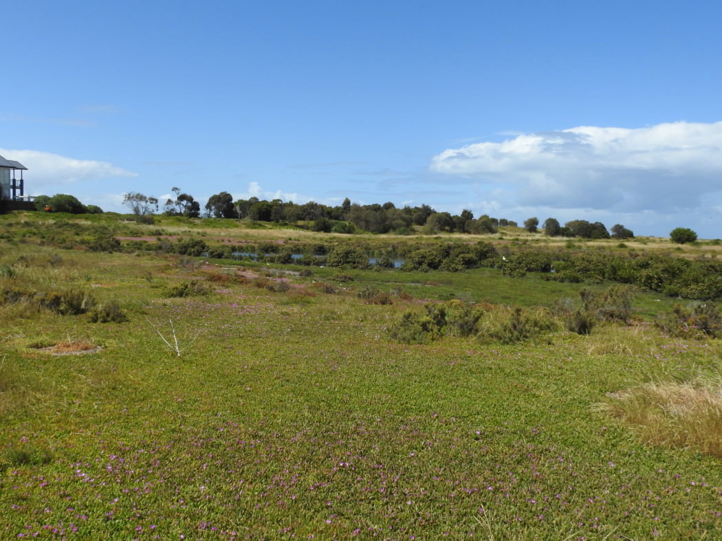 Paisley-Challis wetlands eastern side